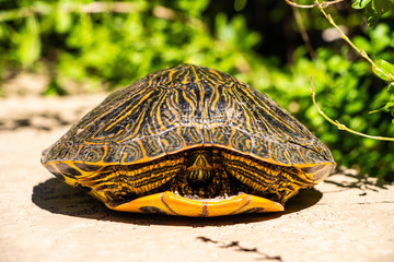 Hiding Yellow Bellied Slider Turtle Close Up or  Trachemys Scripta