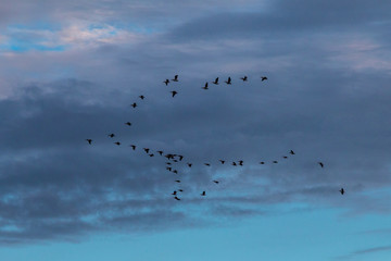 Migrating Pelicans in the Sky