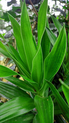 green plant