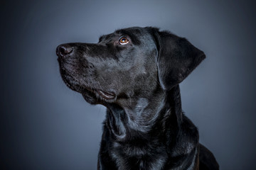 schwarzer Labrador