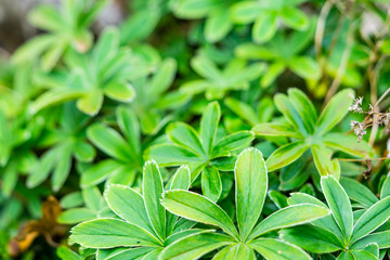 ungarische Gänsekresse arabis procurrens