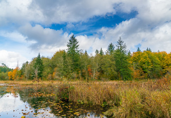 Fog On The Beaver Pond