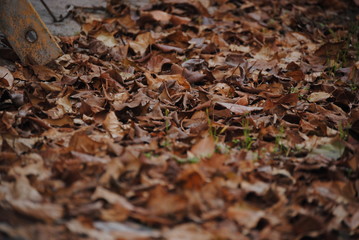 Dry Leaves in forest