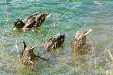 Enten im Wasser 