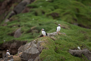 Atlantic puffin, fratercula arctica, Faroe island