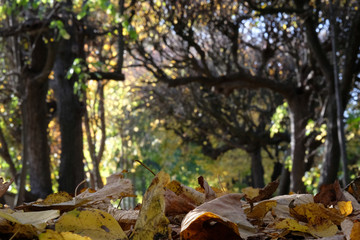 Polska, Gdańsk - aleja drzew tworzących tunel w Parku Oliwskim, z dywanem jesiennych liści © Iwona