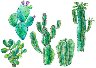 Set of watercolor cactus, succulent, flowers. Natural illustration