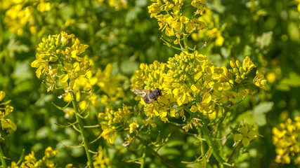 Biene im Rapsfeld