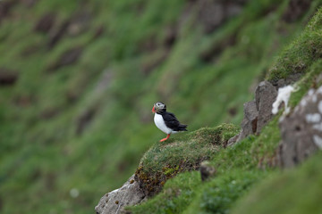 Atlantic puffin, fratercula arctica, Faroe island