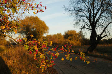 Gałązka z  czerwonymi owocami głogu (Crataegus) oświetlona słońcem, w tle jesienne drzewa