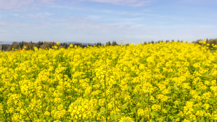 Obraz premium Rapsfeld