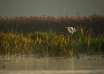 CZAPLA BIAŁA (Egretta alba)