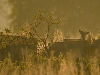 Sarna (Capreolus capreolus) © RKphotography