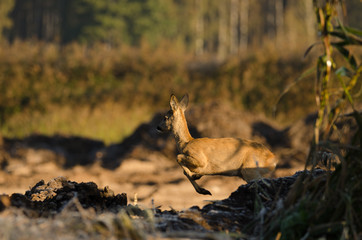 Sarna (Capreolus capreolus) © RKphotography