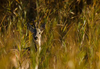 Sarna (Capreolus capreolus) © RKphotography