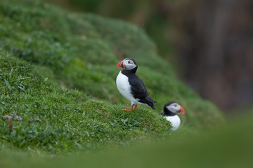 Fototapeta premium Atlantic puffin, fratercula arctica, Faroe island