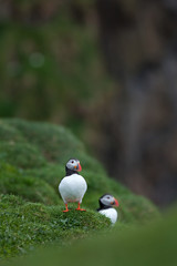 Atlantic puffin, fratercula arctica, Faroe island