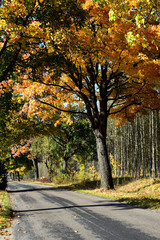 autumn landscape colours