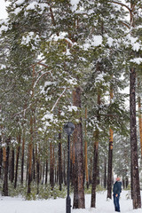 a man looks at tall pines in the forest in winter