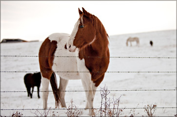 Indian horse red and white