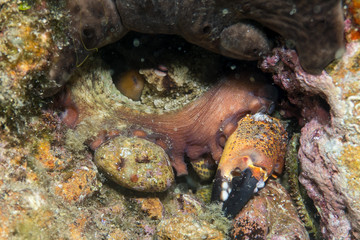 Common octopus, Gemeiner Krake (Octopus vulgaris). Underwater , Close up