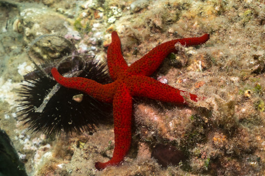 Amazing Starfish. Beautiful mediterranean sea star underwater photo