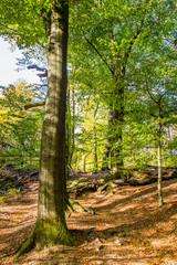 Trail through National Park Posbank Veluwe in Gelderland, Netherlands