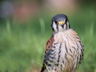 young kestrel showing his pride in soft and green natural background