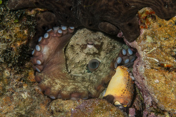 Common octopus, Gemeiner Krake (Octopus vulgaris). Underwater , Close up
