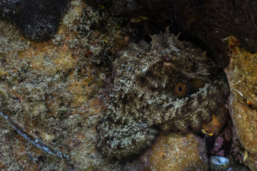 Common octopus, Gemeiner Krake (Octopus vulgaris). Underwater in open