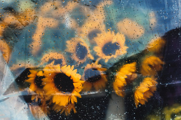 Large yellow flowers under plastic wrap with drops after rain. Close up