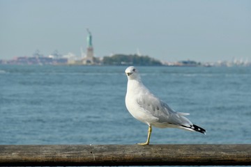 Seagull in Front of Statue of Liberty