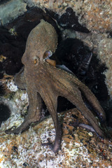 Common octopus, Gemeiner Krake (Octopus vulgaris). Underwater in open