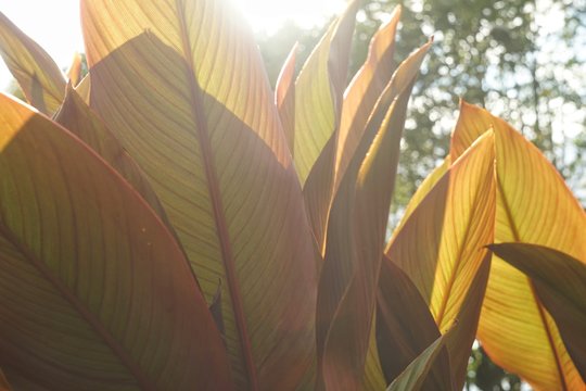 Extreme close-up of burgundy and green canna leaves, illuminated by light, in a botanical garden