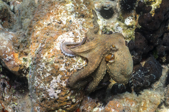 Common octopus, Gemeiner Krake (Octopus vulgaris). Underwater in open