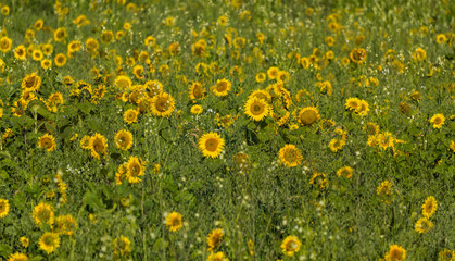 panoramic view of beautiful yellow sunflower field 