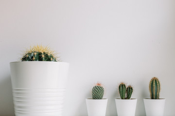 Four cactus in front of a white wall