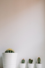 Four cactus in front of a white wall