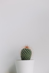 One cactus in front of a white wall