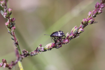 A small black bug on the grass. But he looks like a giant compared to imperceptible cockroaches - neighbors 