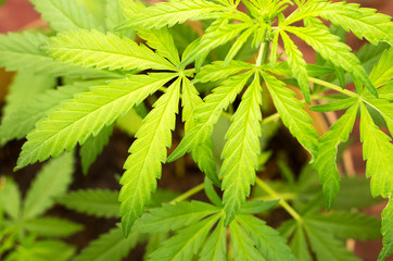 Cannabis leaves. Top view of a hemp bush.