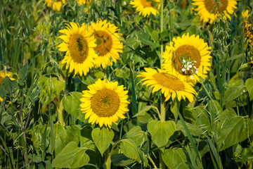 close up of yellow sunflower field with big sunflowers