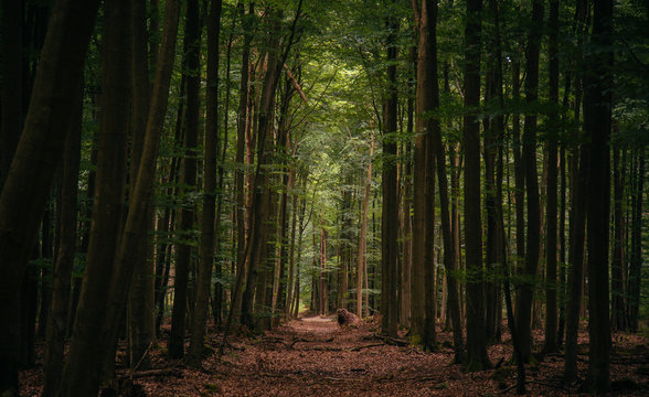 deep in the forest 2