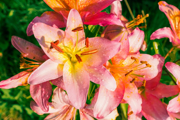 Fototapeta na wymiar Pink garden flowers background outdoors summer sunny day.