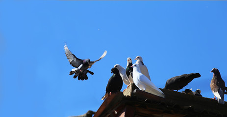 Life of pigeons under blue skies ...