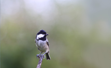 Fruits of Euonymus in the autumn rain....