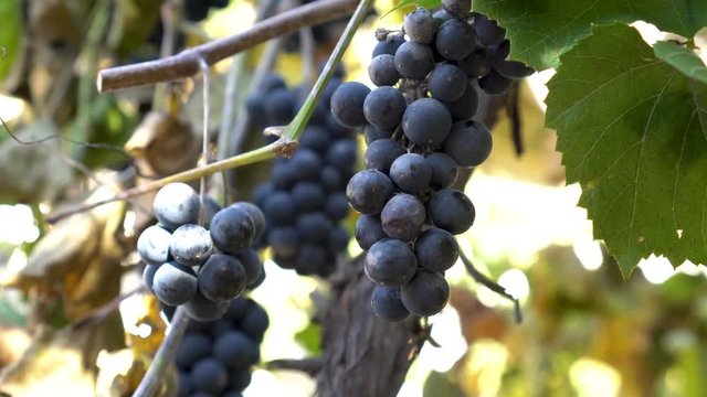 Close-up, clusters of black ripe grapes hanging on the branches on the background of green leaves at sunset. Bottom view. 4K. 25 fps.
