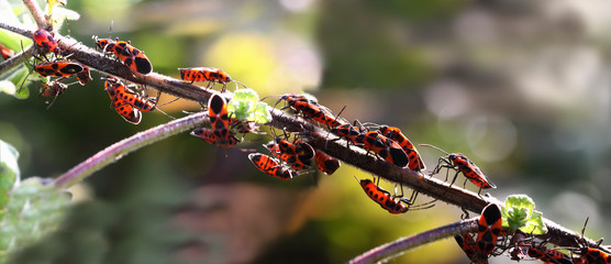 Red bugs bask in the sun 