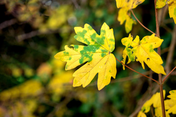 yellow autumn leaf with green spots