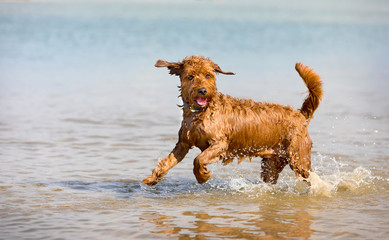 Miniature golden doodle playing in water